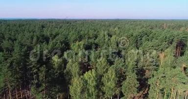 砍伐老松林，砍伐鸟瞰图，工业规模的砍伐森林，砍伐森林